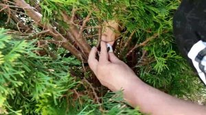 Топиарная стрижка Туи. Техника конус.