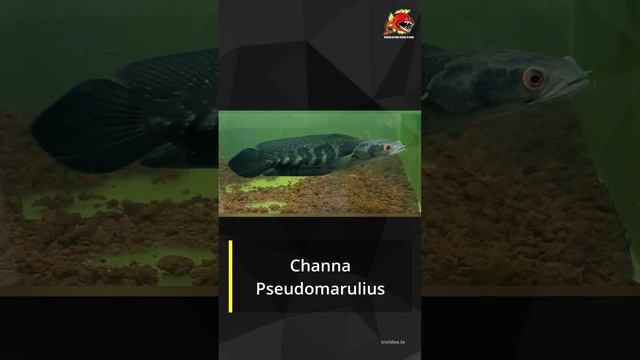 Predator Fish Zone: Jenis-jenis Ikan Channa (Part 1) #shorts #channa