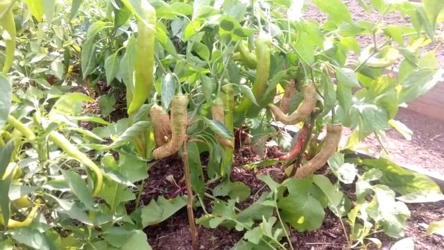 Македонский гравированный. Острый перец смотреть онлайн