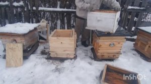 Пчёлы. Зимовка под плёнкой. Мыши в улье. Пересадка пчёл зимой. Выживут?