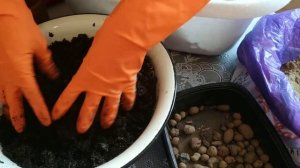 Пересадка королевской герани грандифлора после покупки