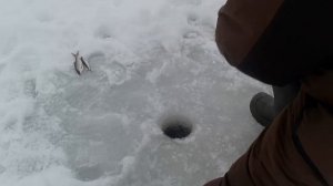 рыбалка с эхолотом на Нахимовском озере