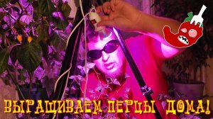 Фитолампы и перцы: Trinidad Scorpion и Aji Melocoton - один прёт другой горит