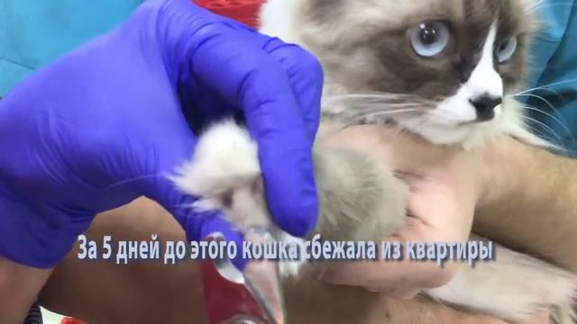 #Нужно ли #кошке #стричь #когти? Как подстричь коту , кошке  когти?  #Какие #щипцы #использовать?