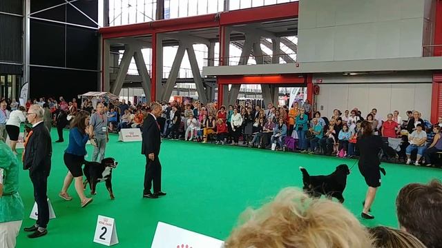 WDS Amsterdam 2018 Qoo Qoo(2) смотреть онлайн