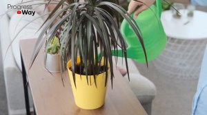 Все Цветы Пышно Цветут От Этой Подкормки Если Один Раз Полить, Настой Для Полива Цветов!