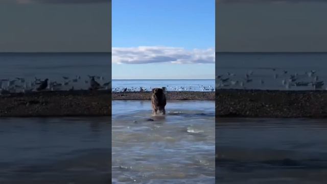 Если вдруг вам стало грустно, просто посмотрите на самого счастливого жителя у моря и приезжайте  🌸