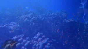 Морская жизнь | Завораживающая медитация для расслабления и здорового сна