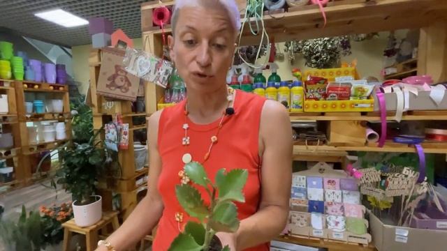Каланхоэ Пиннатум - нецветущее каланхоэ, суккулент | Деревце с резными листиками
