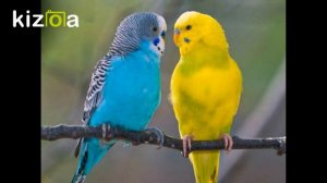 Урок 2 для попугая. Кеша хороший