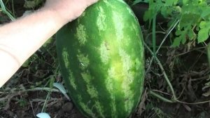 Арбуз Фарао в Красноярске