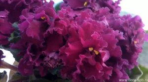 Фиалка АВ-Богема. Цветы Свирской Елены.