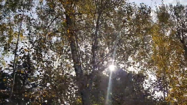 КТО ПЕРЕКРАСИЛ ЛИСТЬЯ ОСЕНЬЮ? смотреть онлайн