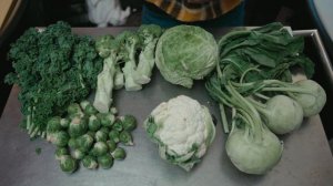 Brassica oleracea: Ancestor to Half the Produce Section