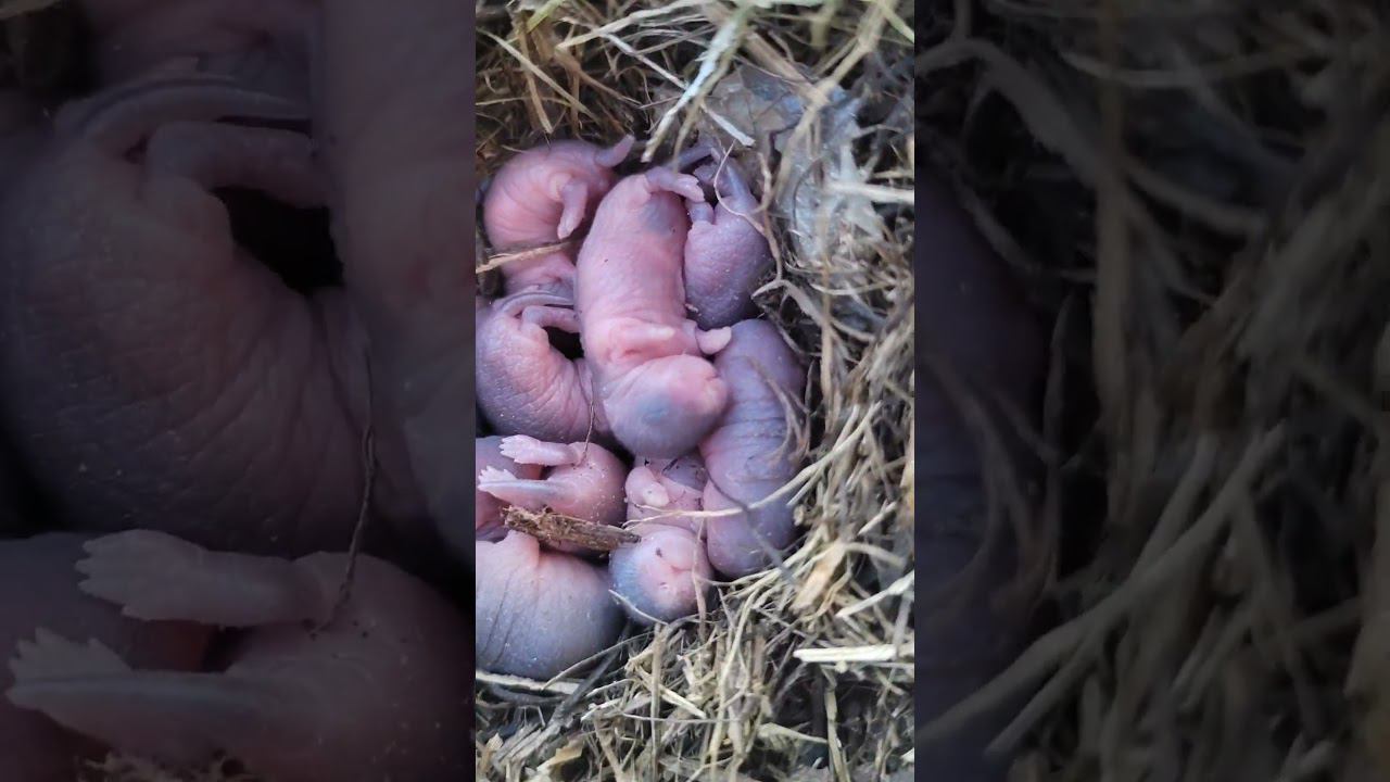 Чудо смотреть онлайн