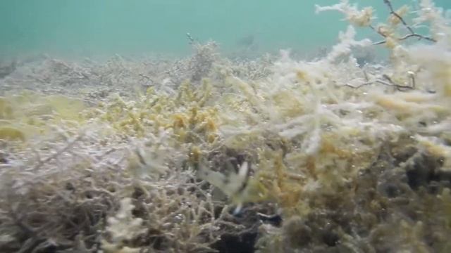 Двуполосый кардинал, Apogon pseudotaeniatus смотреть онлайн