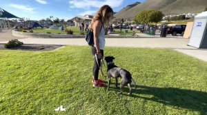 Best Pitbull/Doberman Mix Dog Training | San Luis Obispo, CA | Stella