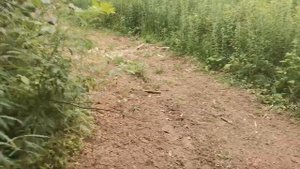 Маршрут 16 км по старой финской дороге и окрестностям Кузьмолово и Токсово.