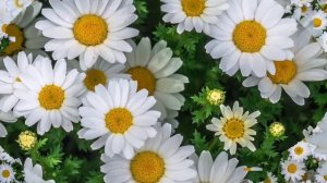 футаж на песню Ромашки.