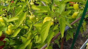 Перец сладкий Здоровье в открытом грунте 02,09,2023