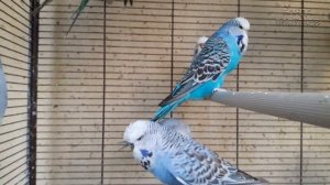 ? Учим попугая говорить. Урок №18: "Думай, что говоришь! Попугай слушает.."