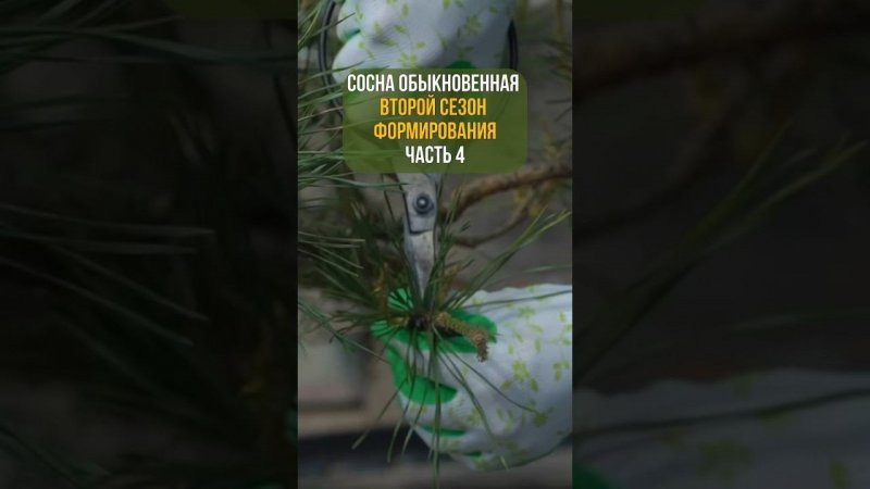 СОСНА ОБЫКНОВЕННАЯ. Второй сезон формирования. Часть 4