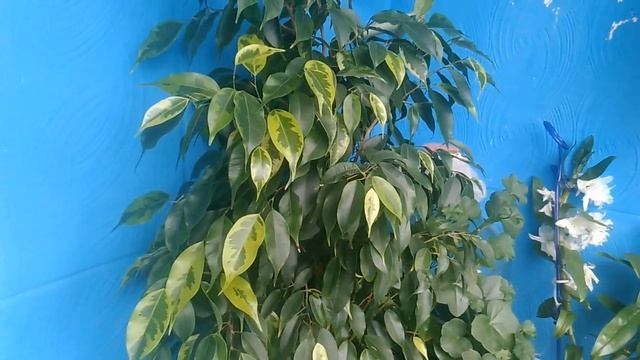 Фикус бенджамина - заболевания.Почему фикус сбрасывает листья смотреть онлайн