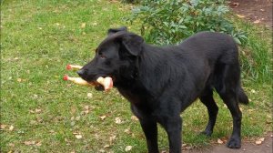 Варила яблочное повидло и рассольник..// Нашли любимую игрушку Вальта  !!!