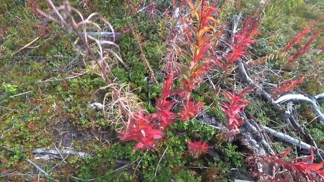 ВОСЕМЬ ТЫСЯЧ РУБЛЕЙ В ДЕНЬ / СБОР БРУСНИКИ / ЯГОДЫ КАРЕЛИИ /ПРОМЫСЕЛ В ТАЙГЕ смотреть онлайн