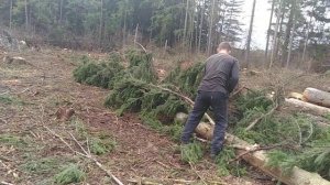 Безумная Валка и трелевка леса, лесозаготовка, лесоповал,,, telling the forest,,, Walz week...