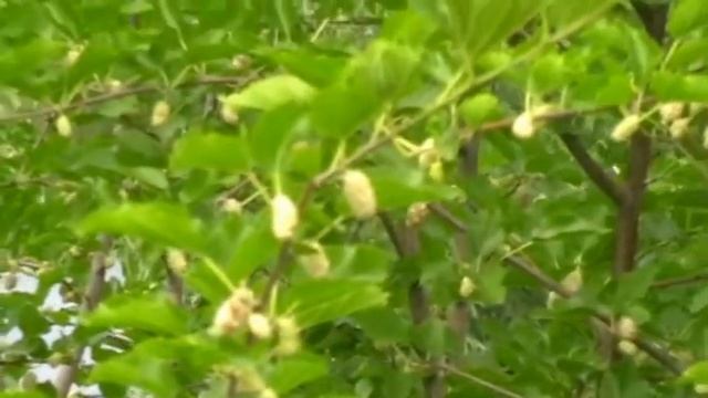 белая шелковица white mulberry