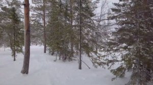 Зимний новогодний лес красивая природа зимой