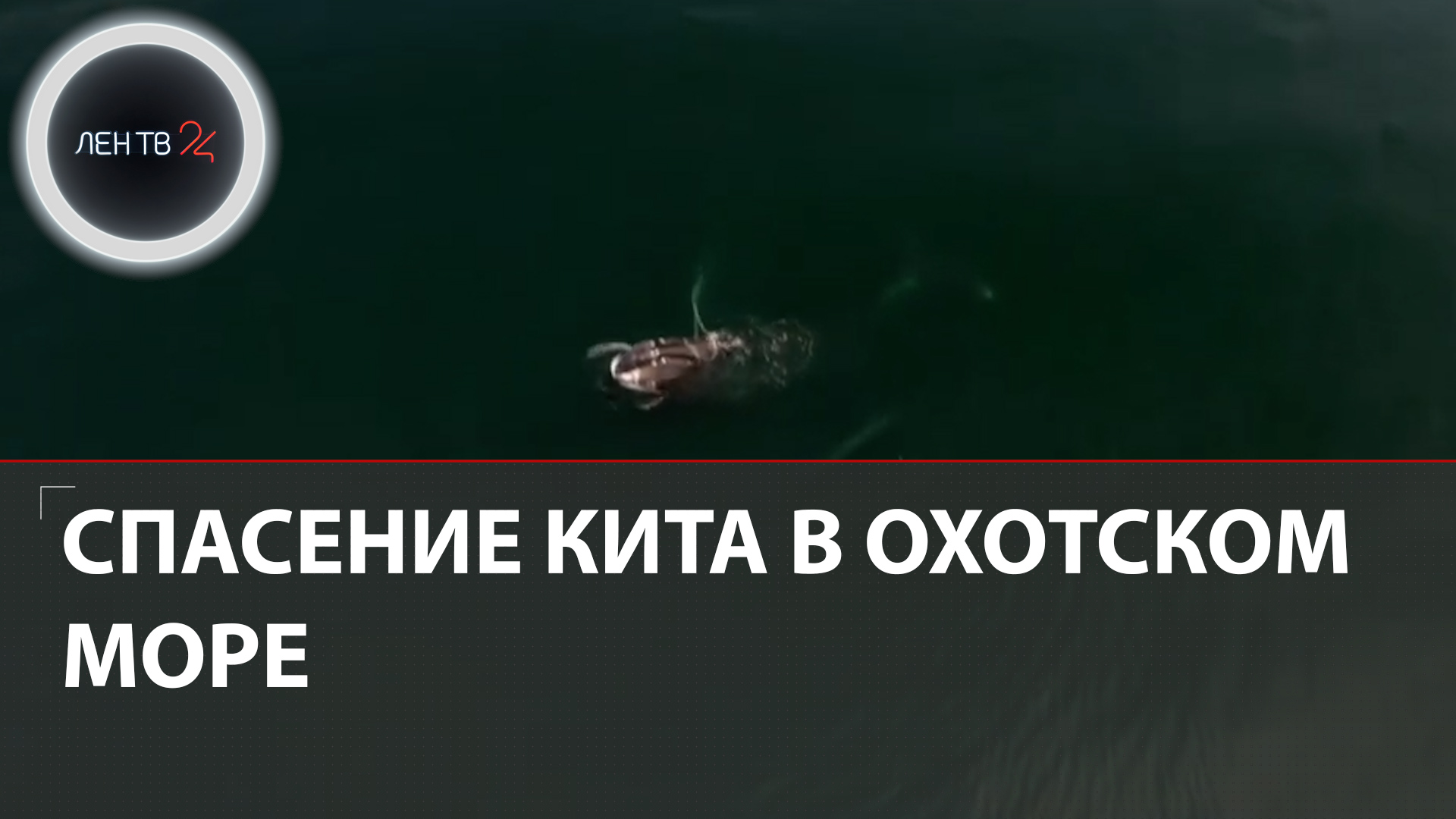 Спасение кита из сетей. Спасение кита из сетей