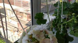 Пеларгония!                         *Пак Вива Маделайн*  Советую для подоконника!