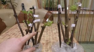 Укоренение черенков винограда. Новый эксперимент . 100% - укоренение .