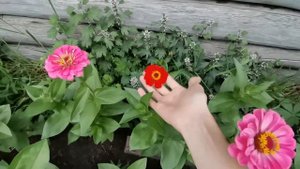 ЦИННИИ ВЕЛИЧИНОЙ С ЛАДОНЬ! ЯРКИЕ КРАСОТКИ В ВАШЕМ САДУ!