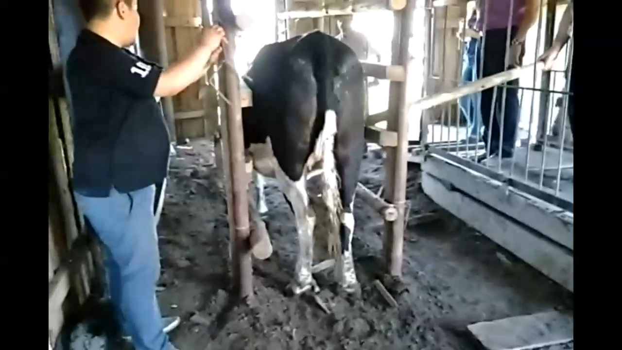 Продажа КРС живым весом в Казахстан оптом. +79063333941 смотреть онлайн