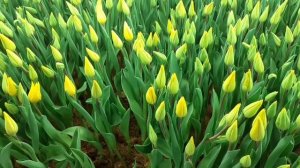 Выгонка тюльпанов. 25.02.22. Срезка. Сорт Donanatello (Донателло), Авокадо (Avocado) Curry ( Кари)