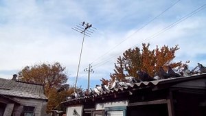 голуби Донбасса 04.11.20. ф.2