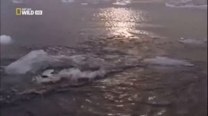 Морской леопард. Самые опасные животные.