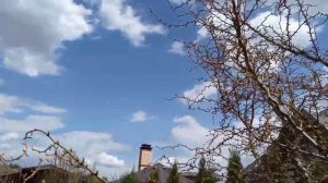 Лиственница японская, тонкочешуйчатая "Диана". Формирование кроны, понижающая обрезка.