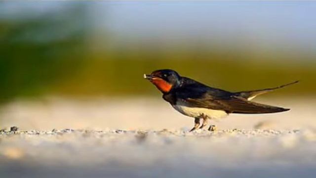 Розповідь про ластівку смотреть онлайн