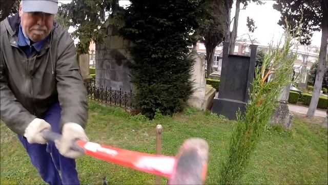 Cupressus sempervirens Makala tour смотреть онлайн