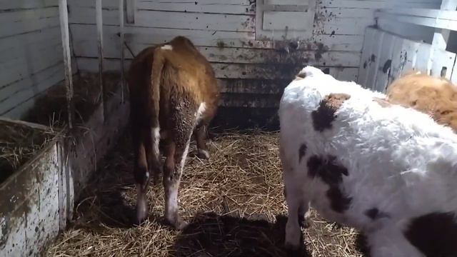 Тест на covid положительный! очень нужен совет. смотреть онлайн