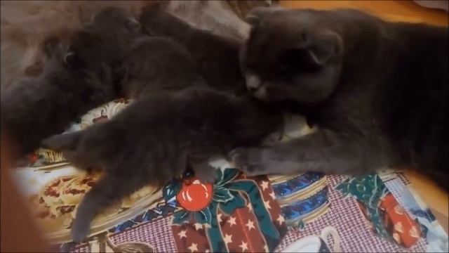 Новорожденные Британские и Шотландские котята 5 дней