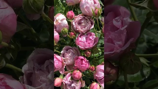 Роза Мисти баблс в моем саду. Доступна к заказу на весну 2022 (саженцы двухлетние) смотреть онлайн