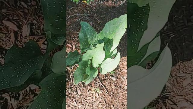 Spotted leaves of Bahariterra Calla Lily