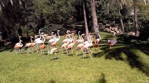 Танец розовых фламинго (Иерусалимский зоопарк)