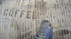 Что делать если яйца не оплодотворены, пустые у волнистых попугаев