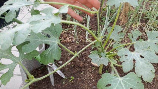 Цветение арбуза и его опыление ?10.06.2021 смотреть онлайн